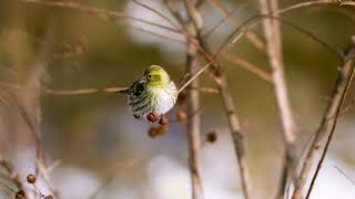 黄雀 Eurasian Siskin