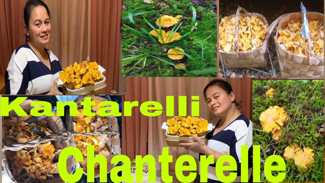 Kantarelli Chanterelle Edible Mushroom Youtube Kantarelli Chanterelle Edible Mushroom Youtube