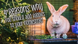 FOUR Reasons Why You Should Add RABBITS to Your Homestead