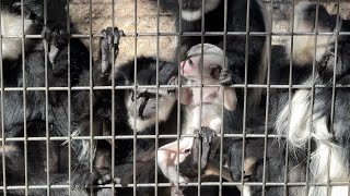 アビシニアコロブスのようすです【未公開編】【上野動物園】