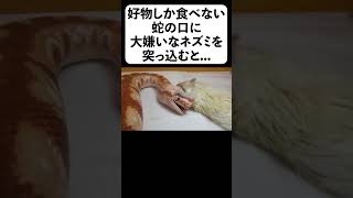 好物しか食べない蛇の口に大嫌いなネズミを突っ込むと・・・#shorts