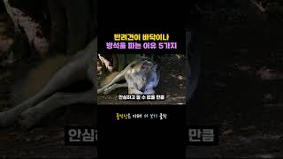 반려견이 땅파는 이유 5가지 #shorts