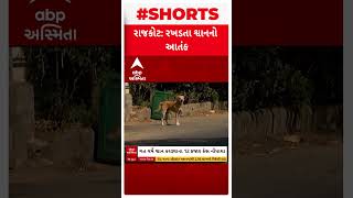 Rajkot News | રાજકોટમાં રખડતા શ્વાનોનો આતંક, માત્ર 15 દિવસમાં શ્વાન કરડ્યાના 1 હજારથી વધુ બનાવ બન્યા