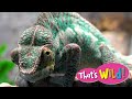 Chameleon Eyes