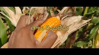 #cornseeds మొక్కజొన్న 40 క్వింటాల్ దిగుబడి #dhone #blacksoil