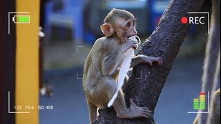 Life of Monkeys Playful Moments and Daily Fun | Viral Monkey