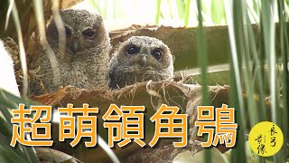 超萌領角鴞4K|Collared Scops-Owl