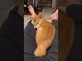 【柴犬むぎ】ヒーター付枕で眠る（足 shorts 柴犬