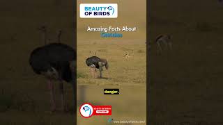 Amazing Ostrich Facts! 🦩 Weird \u0026 Wacky Behaviors 🤯 #Shorts