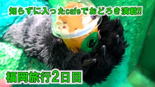 ハチロジTV#248 真緑の家？発見⁉ANAKUMA CAFEに潜入‼  W夫婦で無計画の慰安旅行(2日目前半)〜福岡編〜