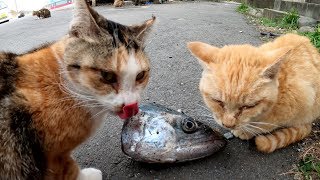 魚の頭を前にうろたえる茶トラ猫、ガブリと噛みつく三毛猫