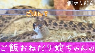 べた慣れモイラヘビ の餌やり、捕食#15【毒蛇飼育】♦️false cobra Snake feeding #15