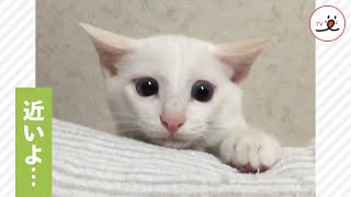 じーっと見つめてくる子猫ちゃんに近づくと…👀 絶妙な表情が可愛い😊💕【PECO TV】