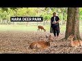 Nara Deer Park Day Trip From Kyoto | Todaiji Temple