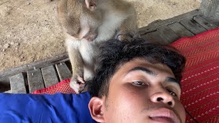 ASMR Monkey Grooming| Little Monkey Grooming And Playing With My Hair