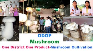 Mushroom Cultivation 3 || One District One Product Kokrajhar || Sibo Boro