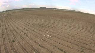 Drip irrigated tomatoes June 14 2015