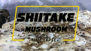 Shiitake Mushroom Time Lapse