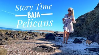 Baja Pelicans | Walking the beach \u0026 changing a story