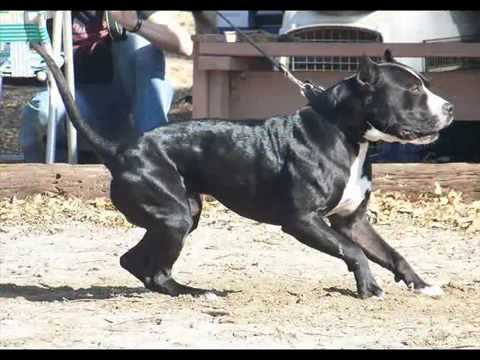 American Pitbull Terrier ADBA History - YouTube