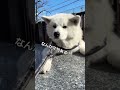 akitainu カッコつけてるのにカッコつかない秋田犬