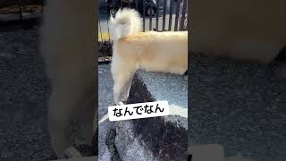 #akitainu カッコつけてるのにカッコつかない秋田犬