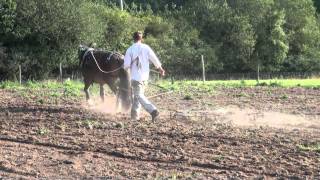 Discover Community Supported Agriculture: how it works at Chagford Community Market Garden in Devon