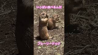 ちいさくたっていっぱい食べるよ！！プレーリードッグ🎵#shorts  #prairiedogs