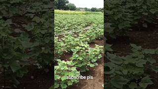 #cotton# water management in cotton crop #పత్తి పంటలో నీటి యాగమాన్యం