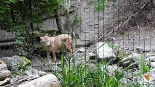 チュウゴクオオカミ Mongolian wolf 2016 0812