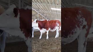 🔴 SIMMENTAL CATTLE ✅ Biggest Bulls And Cow