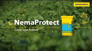 Barenbrug NemaProtect - Optimized composition to counteract nematodes