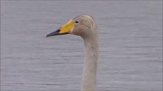 一羽だけ残ったオオハクチョウ、なぜ？　多々良沼　浮島弁財天