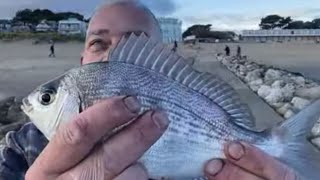 VERY EARLY BLACK BREAM SURPRISE - ragworm and sand eel baits -