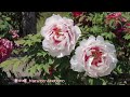 新潟県五泉市ぼたん百種展示園　牡丹図鑑　100 kinds of peony exhibition in gosen city niigata prefecture