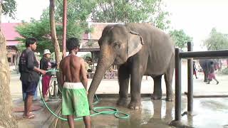 ～象さんぽ～Ayuthaya elephant village、象と象使いタイ  Elephant Village,Elephant trainer \