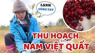 Harvesting and processing cranberries. New home ownership procedures - Thuy Jyri Family Finland