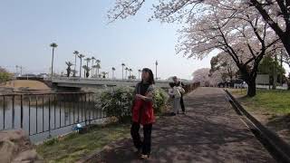 荒子川公園　桜　２０１９