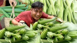 Panen pertama kebun oyong berbagi dengan tetangga di desa warta petani muda hidup di hutan