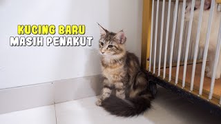 Cara Melatih Kucing Yang Masih Penakut Saat Baru Diadopsi