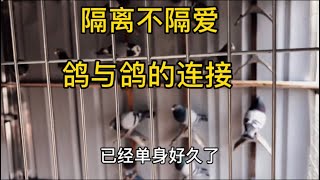 【小悠賽鴿】115期：鴿子搬新家，雄鴿半年沒見到雌鴿想入非非咕咕咕叫不停