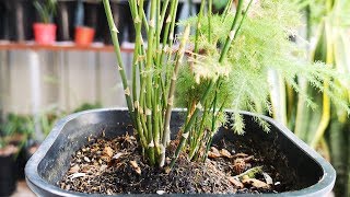 文竹植料里加点它，盆土更疏松透气，好养还蹭蹭冒芽