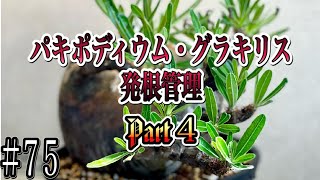 『塊根植物/コーデックス』パキポディウムグラキリス発根管理Part４