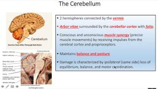 The Brain and Cranial Nerves 3