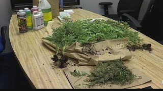 Marijuana growing operation busted