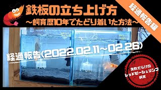 レッドビーシュリンプ水槽鉄板の立ち上げ方〜飼育歴ほぼ１０年でたどり着いた方法〜【経過報告編（2022.02.11 〜02.26）】