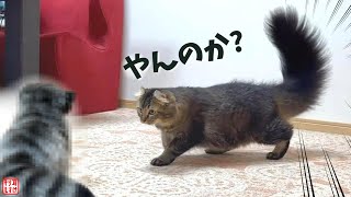 彼氏猫をそっくりの猫にすり替えておいたら反応が面白すぎたｗ【マヌルネコ】