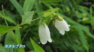 雪国植物園の花々（2017年7月上旬）