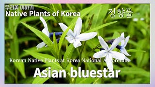 정향풀 [Native Plants of Korea. 72]  Asian bluestar (English version)