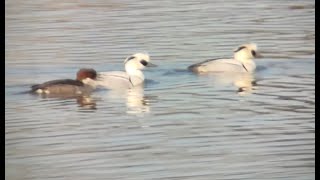 Smew (mergus albellus)